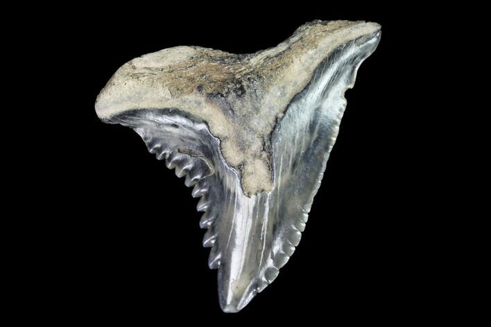 Hemipristis Shark Tooth Fossil - Virginia #96683